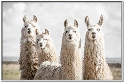Picture of Llama Fam