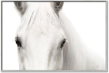 Picture of White horse