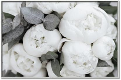 Picture of White Blooms