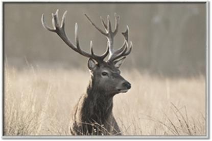 Picture of Head Above