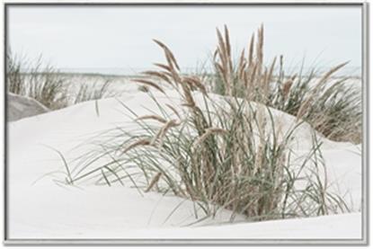 Picture of Sand Dunes