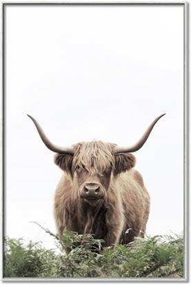 Picture of Cow on the Range