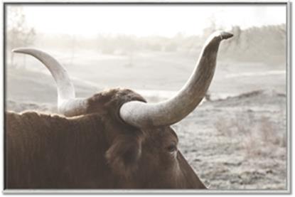 Picture of Bulls Eye View