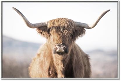 Picture of Shaggy Bull II