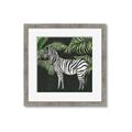 Picture of Zebra In The Jungle _GroupedProduct_Square_Framed_Matted_