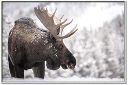 Picture of Elliot, the moose