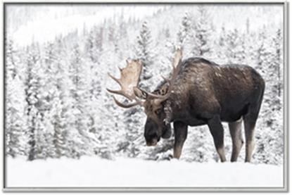 Picture of Winter Moose