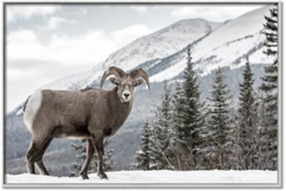 Picture of Staring Back