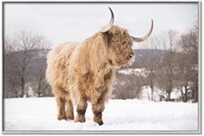 Picture of Fluffy Friend