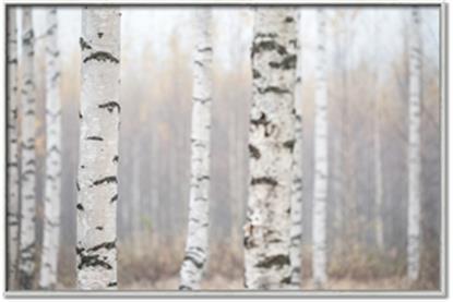 Picture of Birch forest in fog I