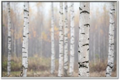 Picture of Birch forest in fog II