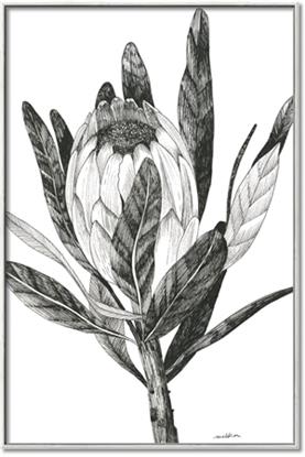 Picture of Spring Magnolia Blossoms