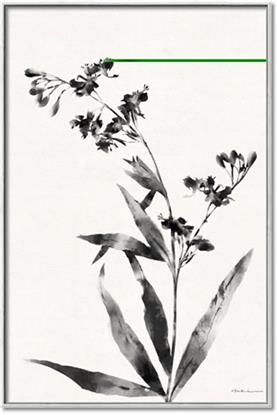 Picture of Rowan Tree