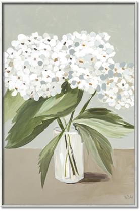 Picture of White Hydrangea