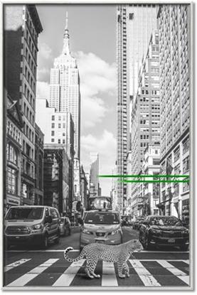 Picture of Big Cat on street of NY