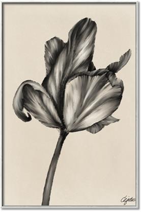 Picture of Spring-blooming