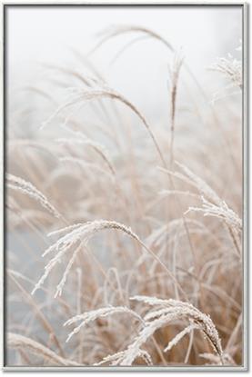 Picture of Frosted pampas grass