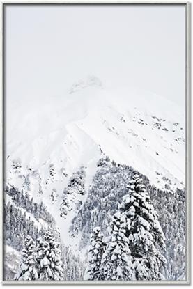 Picture of Snowy Treetops