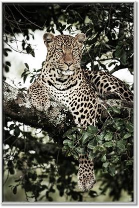 Picture of Lurking Cheetah