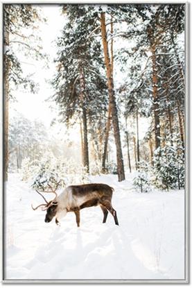 Picture of Moose in the snow