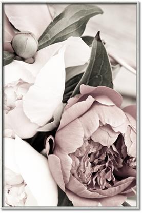 Picture of Pink Bloom