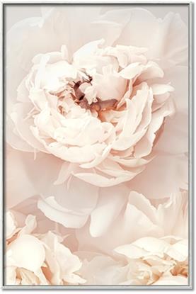 Picture of Peony Flowers