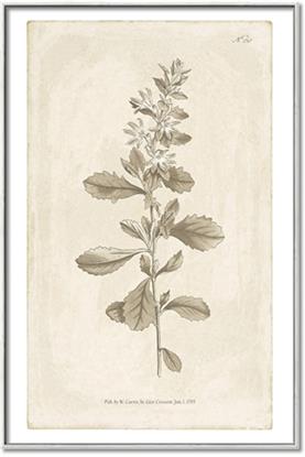 Picture of Flower Sketch IV