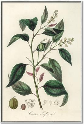 Picture of Tiglillum