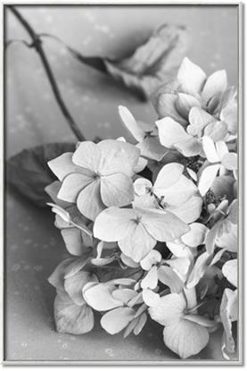 Picture of The Flowers He Gave