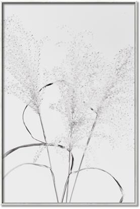 Picture of Whispering Mirage Dried Grass