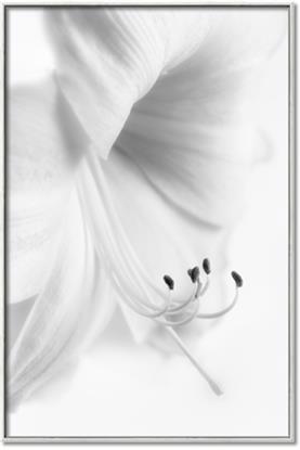Picture of White Floral Hues