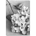 Picture of The Flowers He Gave _GroupedProduct_Rectangle_Portrait_Photography _GroupedProduct_Rectangle_Portrait_Canvas_