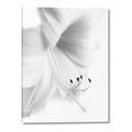 Picture of White Floral Hues _GroupedProduct_Rectangle_Portrait_Photography _GroupedProduct_Rectangle_Portrait_Canvas_
