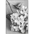 Picture of The Flowers He Gave _GroupedProduct_Rectangle_Portrait_Photography _GroupedProduct_Rectangle_Portrait_Canvas_Framed_