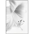 Picture of White Floral Hues _GroupedProduct_Rectangle_Portrait_Photography _GroupedProduct_Rectangle_Portrait_Canvas_Framed_
