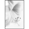 Picture of White Floral Hues _GroupedProduct_Rectangle_Portrait_Photography _GroupedProduct_Rectangle_Portrait_Canvas_Framed_