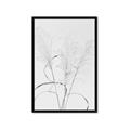 Picture of Whispering Mirage Dried Grass _GroupedProduct_Rectangle_Portrait_Photography _GroupedProduct_Rectangle_Portrait_Framed_Matted_
