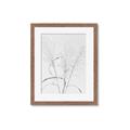 Picture of Whispering Mirage Dried Grass _GroupedProduct_Rectangle_Portrait_Photography _GroupedProduct_Rectangle_Portrait_Framed_Matted_