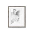 Picture of White Floral Hues _GroupedProduct_Rectangle_Portrait_Photography _GroupedProduct_Rectangle_Portrait_Framed_Matted_