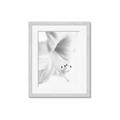 Picture of White Floral Hues _GroupedProduct_Rectangle_Portrait_Photography _GroupedProduct_Rectangle_Portrait_Framed_Matted_