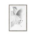 Picture of White Floral Hues _GroupedProduct_Rectangle_Portrait_Photography _GroupedProduct_Rectangle_Portrait_Framed_Matted_