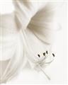 Picture of White Floral Hues _GroupedProduct_Rectangle_Portrait_Photography _GroupedProduct_Rectangle_Portrait_Unframed_Print_Only_