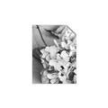 Picture of The Flowers He Gave _GroupedProduct_Rectangle_Portrait_Photography _GroupedProduct_Rectangle_Portrait_Unframed_Print_Only_