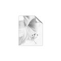 Picture of White Floral Hues _GroupedProduct_Rectangle_Portrait_Photography _GroupedProduct_Rectangle_Portrait_Unframed_Print_Only_