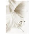 Picture of White Floral Hues _GroupedProduct_Rectangle_Portrait_Photography _GroupedProduct_Rectangle_Portrait_Unframed_Print_Only_