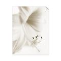 Picture of White Floral Hues _GroupedProduct_Rectangle_Portrait_Photography _GroupedProduct_Rectangle_Portrait_Unframed_Print_Only_
