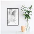 Picture of White Floral Hues _GroupedProduct_Rectangle_Portrait_Photography _GroupedProduct_Rectangle_Portrait_Canvas_Framed_