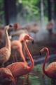 Picture of Flamingo _GroupedProduct_Rectangle_Portrait_Photography _GroupedProduct_Rectangle_Portrait_Unframed_Print_Only_