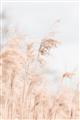 Picture of Neutral Bloom Reeds _GroupedProduct_Rectangle_Portrait_Photography _GroupedProduct_Rectangle_Portrait_Unframed_Print_Only_