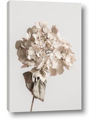 Picture of Lullaby of a Beige Flower